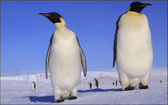 Online курсы турецкого языка